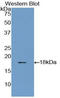 Glia Maturation Factor Gamma antibody, LS-C294191, Lifespan Biosciences, Western Blot image 