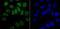 Heterogeneous Nuclear Ribonucleoprotein A1 antibody, NBP2-66891, Novus Biologicals, Immunofluorescence image 