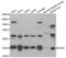 STIP1 Homology And U-Box Containing Protein 1 antibody, abx001083, Abbexa, Western Blot image 