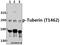 TSC Complex Subunit 2 antibody, A00229T1462, Boster Biological Technology, Western Blot image 