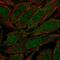 Zinc Finger Protein 510 antibody, PA5-61893, Invitrogen Antibodies, Immunofluorescence image 