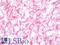 A3b antibody, LS-B10055, Lifespan Biosciences, Immunohistochemistry frozen image 