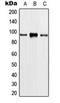 Phospholipase A2 Group IVA antibody, orb216175, Biorbyt, Western Blot image 