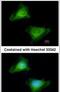 Guanylate Binding Protein 3 antibody, PA5-22238, Invitrogen Antibodies, Immunofluorescence image 