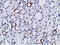 Phosphoinositide-3-Kinase Adaptor Protein 1 antibody, LS-C175789, Lifespan Biosciences, Immunohistochemistry paraffin image 