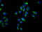 NADPH Oxidase Organizer 1 antibody, LS-C680967, Lifespan Biosciences, Immunofluorescence image 