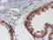 Uracil DNA Glycosylase antibody, TA503613, Origene, Immunohistochemistry paraffin image 