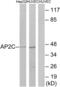 Transcription Factor AP-2 Gamma antibody, abx013732, Abbexa, Western Blot image 