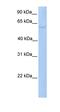 PWP1 Homolog, Endonuclein antibody, orb325590, Biorbyt, Western Blot image 