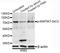 Mitogen-Activated Protein Kinase Kinase Kinase 7 antibody, AP0071, ABclonal Technology, Western Blot image 