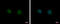 GIT ArfGAP 2 antibody, GTX116427, GeneTex, Immunofluorescence image 