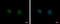 ARF GTPase-activating protein GIT2 antibody, GTX116427, GeneTex, Immunofluorescence image 