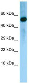 Bone Morphogenetic Protein 8a antibody, TA337728, Origene, Western Blot image 