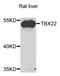 T-Box 22 antibody, A7801, ABclonal Technology, Western Blot image 