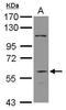 DiGeorge Syndrome Critical Region Gene 2 antibody, GTX115329, GeneTex, Western Blot image 