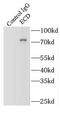 Ecdysoneless Cell Cycle Regulator antibody, FNab02619, FineTest, Immunoprecipitation image 