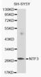 Neurotrophin 3 antibody, abx000711, Abbexa, Western Blot image 