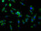 Aquaporin 4 antibody, LS-C370727, Lifespan Biosciences, Immunofluorescence image 