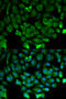 Cullin 3 antibody, 13-797, ProSci, Immunofluorescence image 