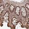 Olfactory Receptor Family 4 Subfamily C Member 15 antibody, NBP2-32355, Novus Biologicals, Immunohistochemistry frozen image 