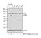 Low Density Lipoprotein Receptor antibody, PA5-20752, Invitrogen Antibodies, Western Blot image 