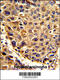 Signal Peptidase Complex Subunit 3 antibody, 62-393, ProSci, Immunohistochemistry paraffin image 