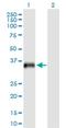 Ubiquitin Specific Peptidase 18 antibody, H00011274-B03P, Novus Biologicals, Western Blot image 