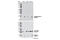 Caspase 7 antibody, 8438S, Cell Signaling Technology, Western Blot image 