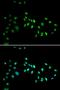 DNA Methyltransferase 3 Alpha antibody, orb135396, Biorbyt, Immunofluorescence image 