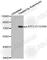 Activating Transcription Factor 2 antibody, AP0130, ABclonal Technology, Western Blot image 