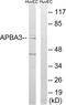 Amyloid beta A4 precursor protein-binding family A member 3 antibody, LS-C119719, Lifespan Biosciences, Western Blot image 