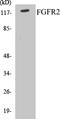 Fibroblast Growth Factor Receptor 2 antibody, EKC1213, Boster Biological Technology, Western Blot image 