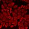 Protein Kinase D3 antibody, LS-C668555, Lifespan Biosciences, Immunofluorescence image 