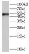 Origin Recognition Complex Subunit 5 antibody, FNab06008, FineTest, Western Blot image 