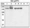 Insulin Receptor Substrate 1 antibody, 44-813G, Invitrogen Antibodies, Western Blot image 