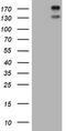 ALK Receptor Tyrosine Kinase antibody, CF801238, Origene, Western Blot image 