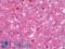 ADP-Ribosylarginine Hydrolase antibody, LS-B9939, Lifespan Biosciences, Immunohistochemistry frozen image 