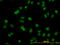 ADP Ribosylation Factor Like GTPase 6 Interacting Protein 4 antibody, LS-C105142, Lifespan Biosciences, Immunofluorescence image 