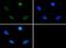 Baculoviral IAP Repeat Containing 5 antibody, GTX30488, GeneTex, Immunocytochemistry image 