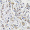 Pyruvate Dehydrogenase E1 Alpha 1 Subunit antibody, 16-941, ProSci, Immunohistochemistry paraffin image 