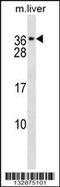 Calcium Voltage-Gated Channel Auxiliary Subunit Gamma 1 antibody, 60-426, ProSci, Western Blot image 