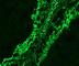 Toll Like Receptor 3 antibody, DDX0470P-100, Novus Biologicals, Immunocytochemistry image 