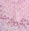 CASP8 And FADD Like Apoptosis Regulator antibody, orb10663, Biorbyt, Immunohistochemistry paraffin image 