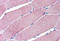 Tripartite Motif Containing 7 antibody, MBS246900, MyBioSource, Immunohistochemistry frozen image 