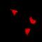 CD276 Molecule antibody, orb318852, Biorbyt, Immunofluorescence image 