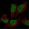 Xnp antibody, NBP1-83077, Novus Biologicals, Immunofluorescence image 