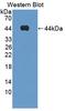 Fatty Acid Binding Protein 4 antibody, LS-C297299, Lifespan Biosciences, Western Blot image 