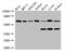 Coactivator Associated Arginine Methyltransferase 1 antibody, CSB-PA771462LA01HU, Cusabio, Western Blot image 