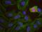 FUS RNA Binding Protein antibody, NB100-561, Novus Biologicals, Proximity Ligation Assay image 