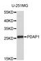 PDGFA Associated Protein 1 antibody, STJ26701, St John